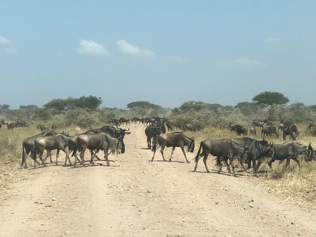 4 Days Tanzania Private Safari Tour for 2026/2027